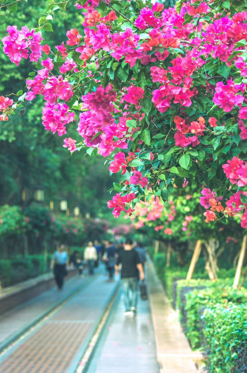 深圳，深圳.jpg